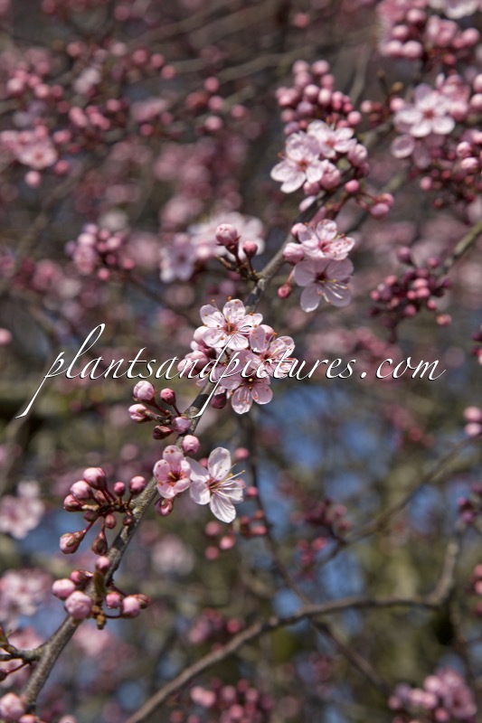 Prunus spinosa ‘Rosea’