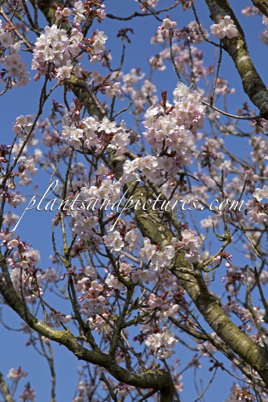 Prunus avium ‘Landscape Bloom’