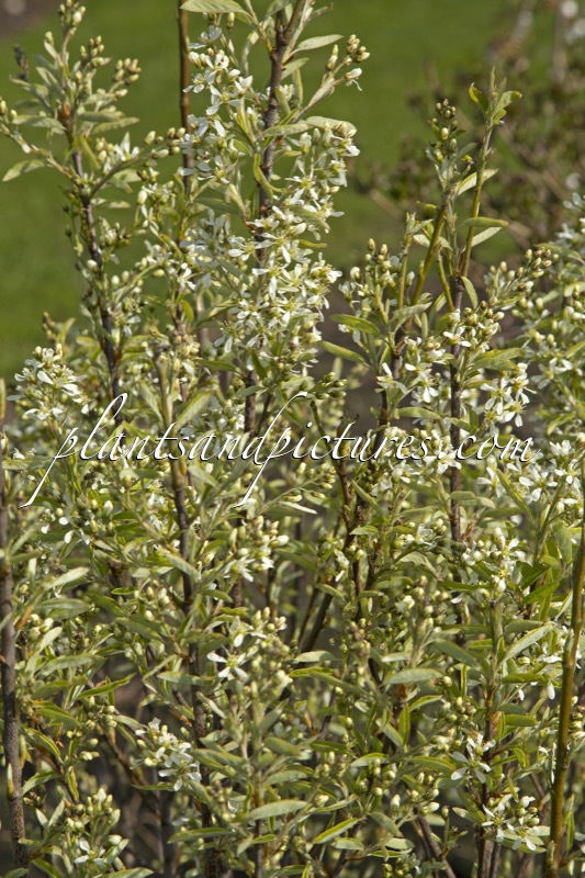 Amelanchier canadensis ‘Glennform’ (RAINBOW PILLAR)