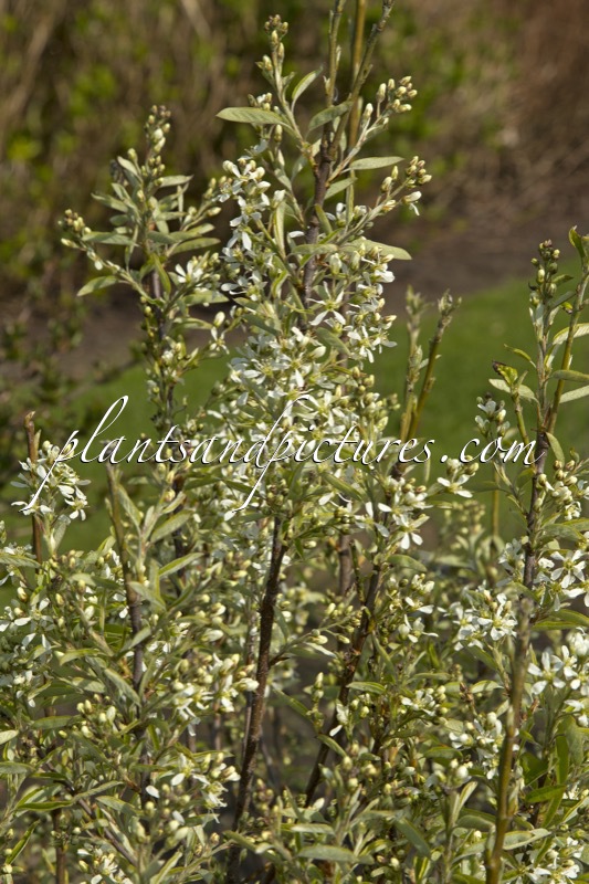 Amelanchier canadensis ‘Glennform’ (RAINBOW PILLAR)