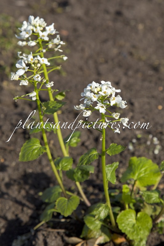 Pachyphragma macrophyllum