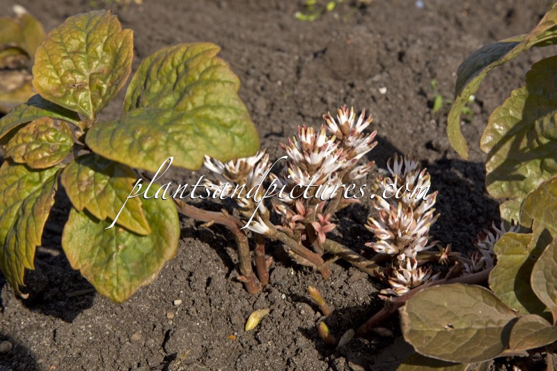 Pachysandra procumbens