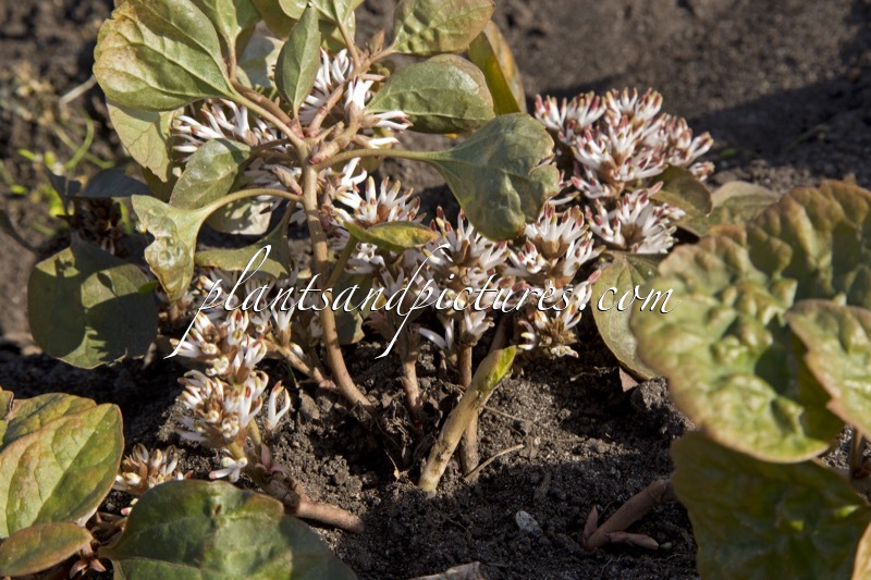 Pachysandra procumbens