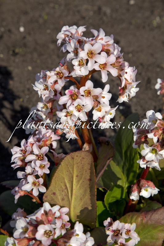 Bergenia ‘Bressingham White’