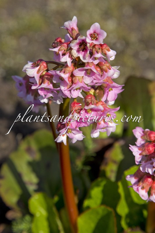 Bergenia ‘Baby Doll’
