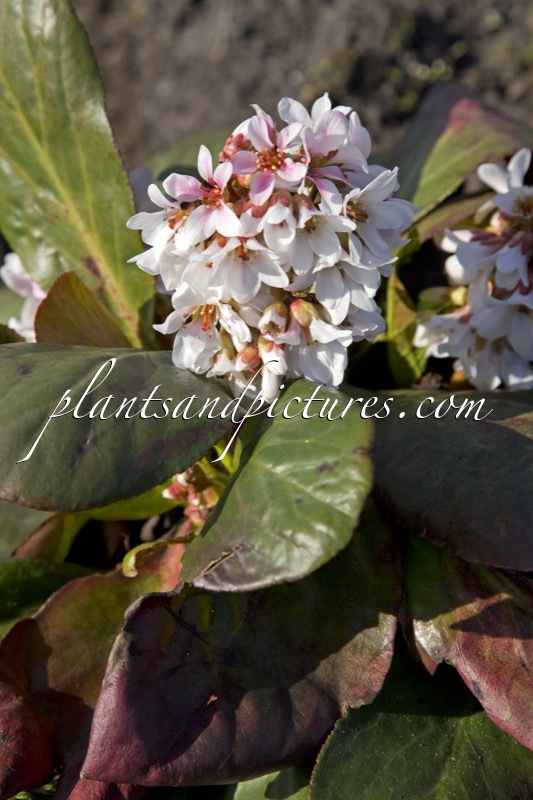 Bergenia ‘Wintermärchen’