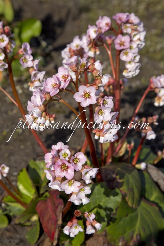 Bergenia ‘Nebellicht’