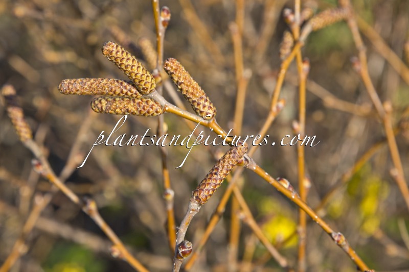 Betula megrelica
