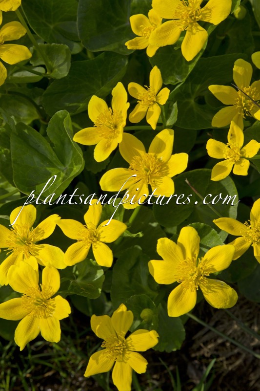 Caltha palustris