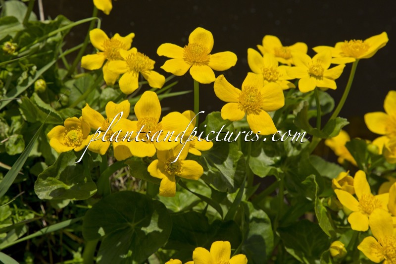 Caltha palustris