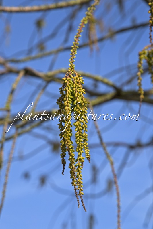 Taxodium distichum var. imbricatum