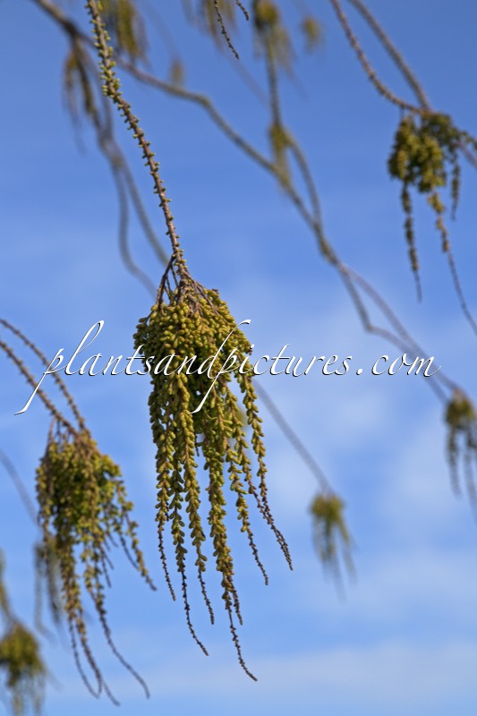 Taxodium distichum var. imbricatum