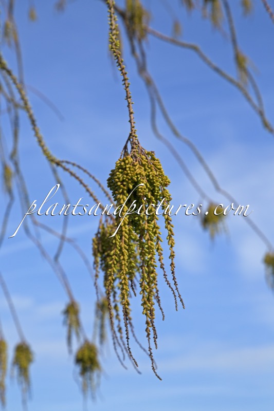 Taxodium distichum var. imbricatum