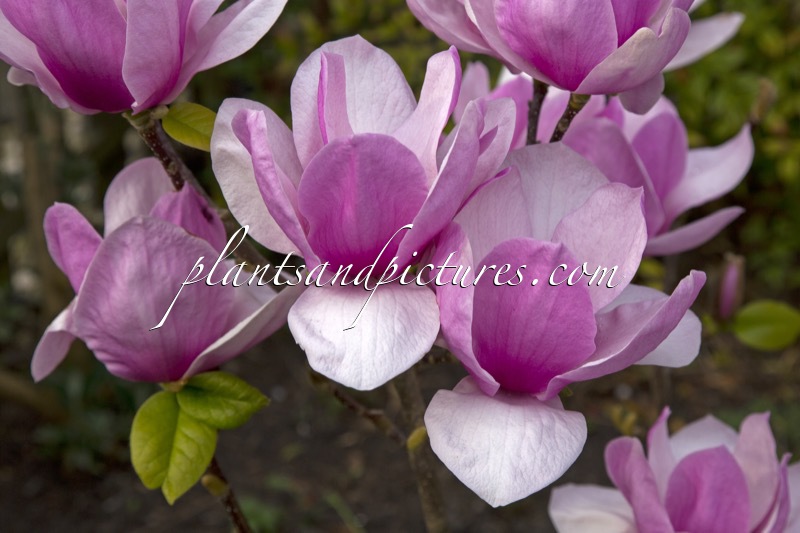 Magnolia ‘Advance’