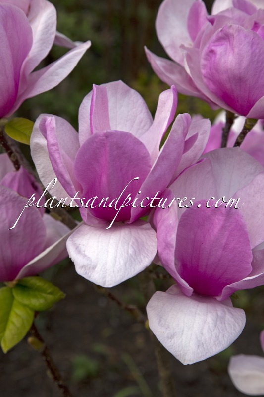 Magnolia ‘Advance’