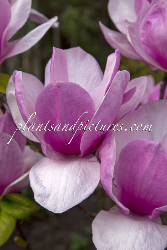 Magnolia ‘Advance’
