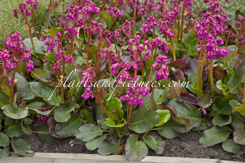 Bergenia cordifolia ‘Eroica’