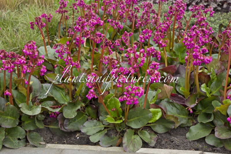 Bergenia cordifolia ‘Eroica’