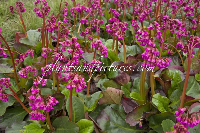 Bergenia cordifolia ‘Eroica’