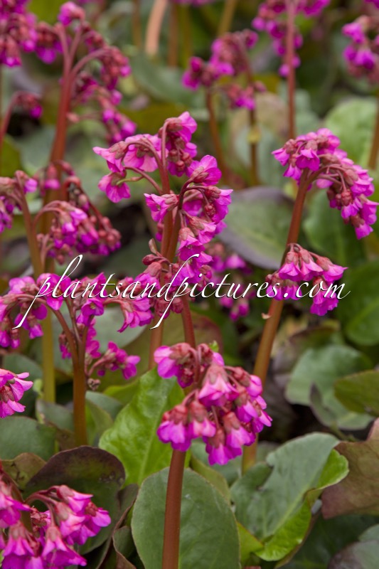 Bergenia cordifolia ‘Eroica’