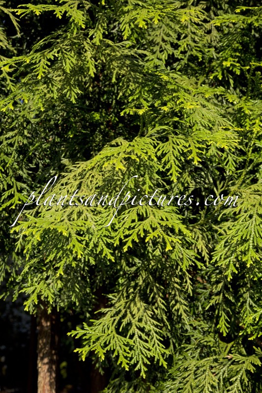 Thujopsis dolabrata