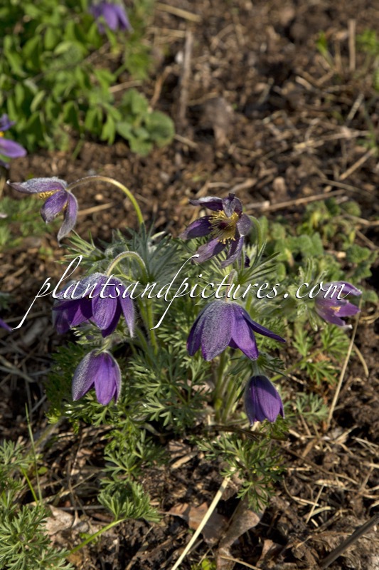 Pulsatilla vulgaris