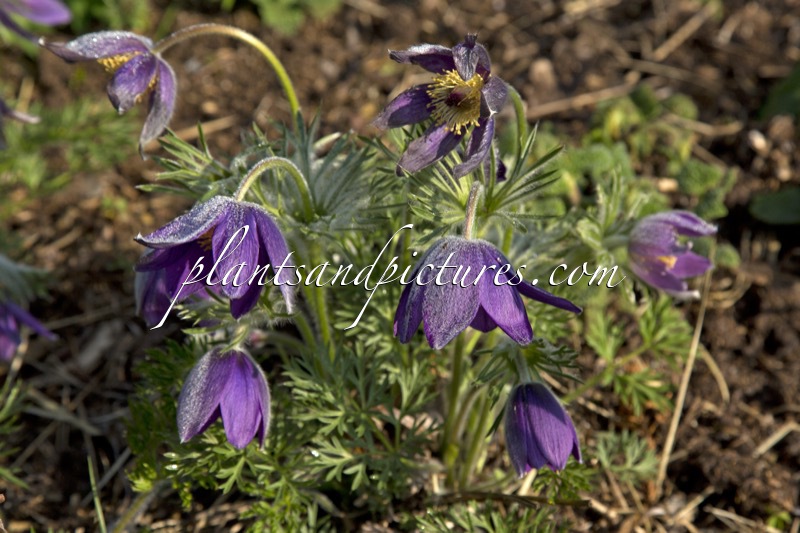 Pulsatilla vulgaris