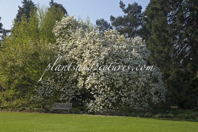 Magnolia soulangeana ‘Alba Superba’