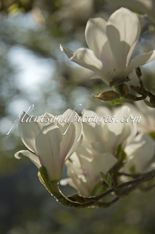 Magnolia soulangeana ‘Alba Superba’