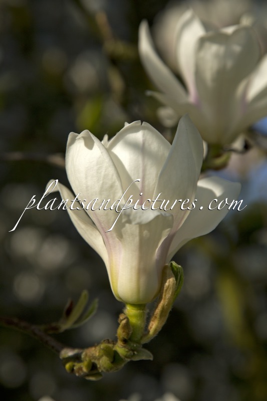 Magnolia soulangeana ‘Alba Superba’