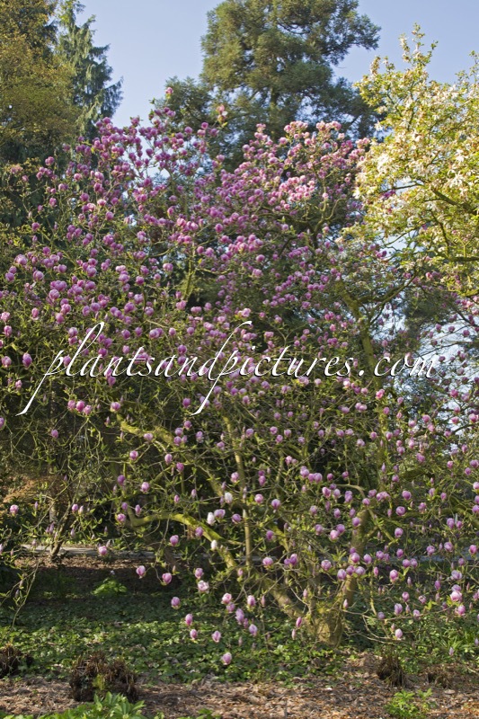 Magnolia soulangeana ‘Norbertii’