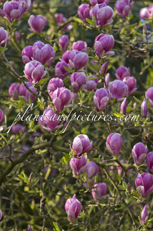 Magnolia soulangeana ‘Norbertii’
