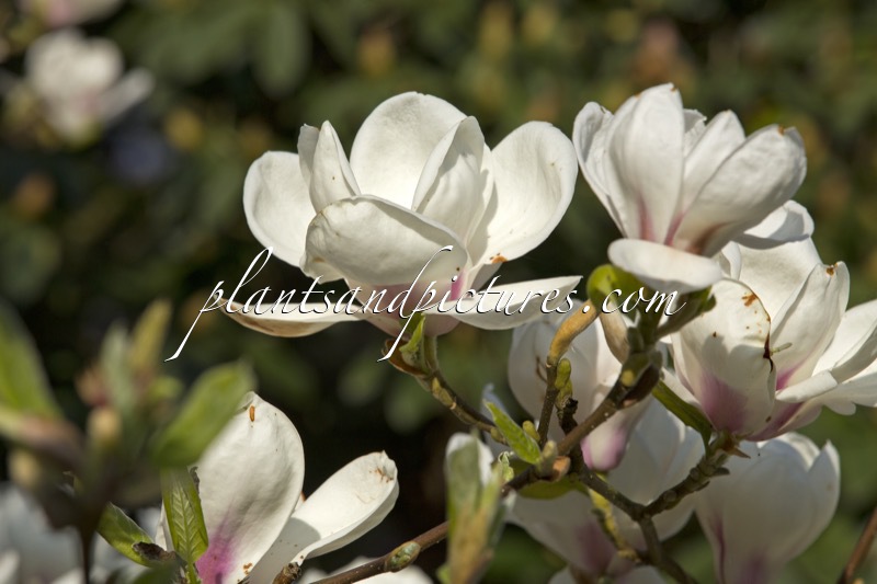 Magnolia veitchii ‘Isca’