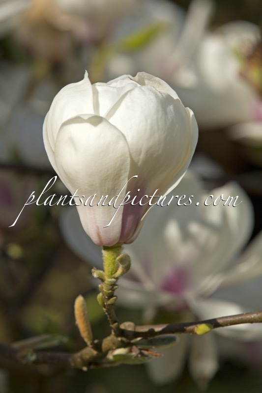 Magnolia veitchii ‘Isca’