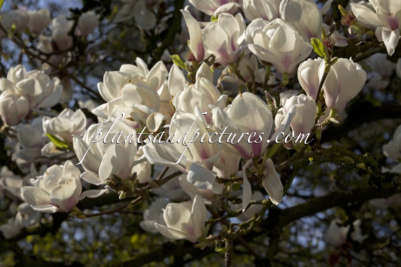 Magnolia veitchii ‘Isca’