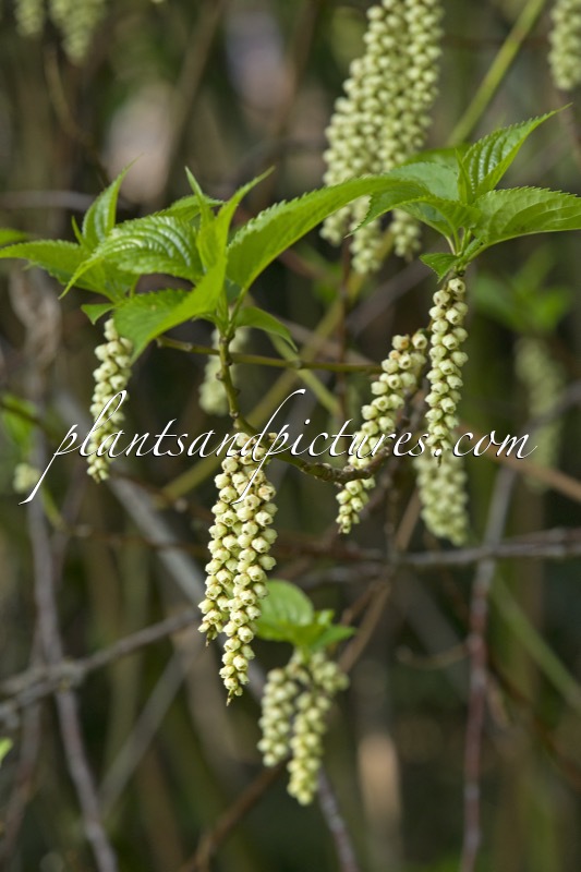 Stachyurus praecox var. matsuzakii