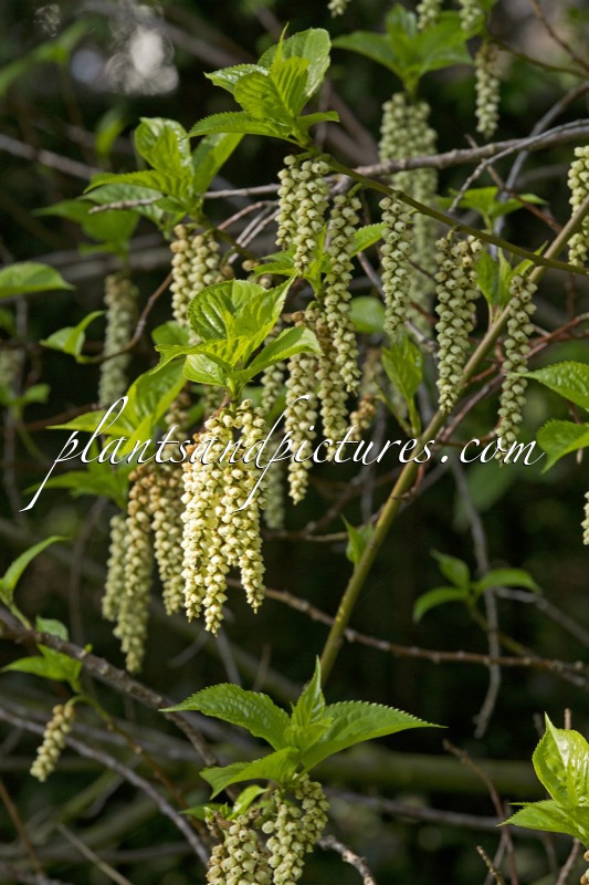Stachyurus praecox var. matsuzakii