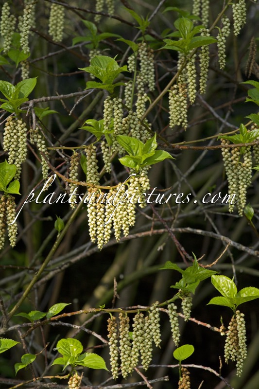 Stachyurus praecox var. matsuzakii