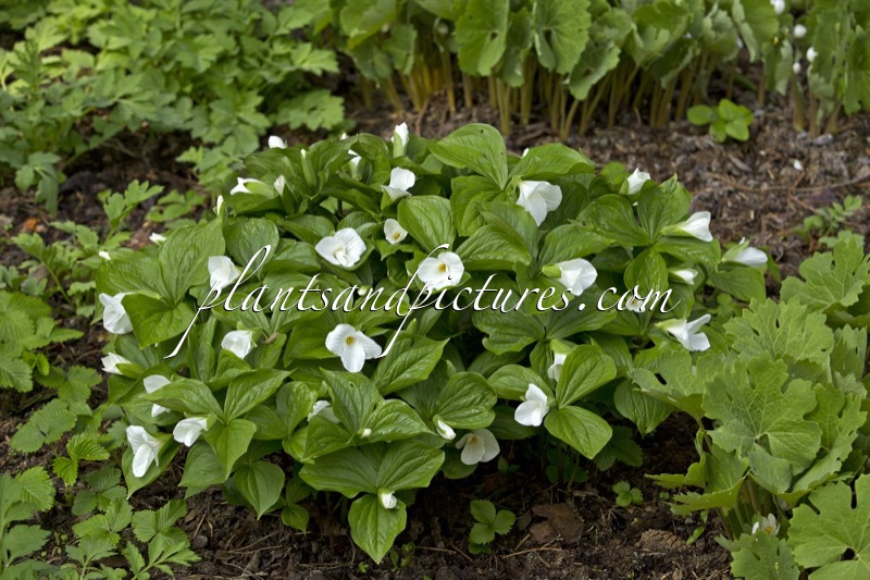 Trillium grandiflorum