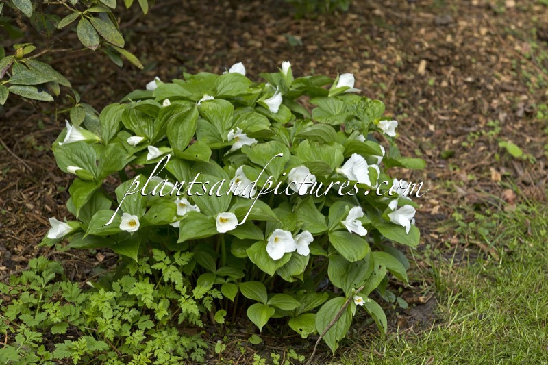 Trillium grandiflorum