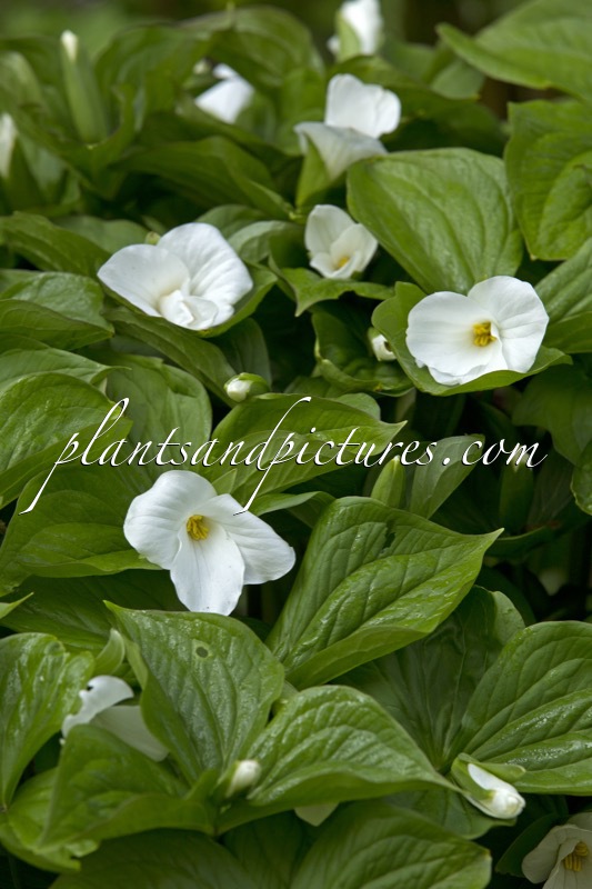 Trillium grandiflorum