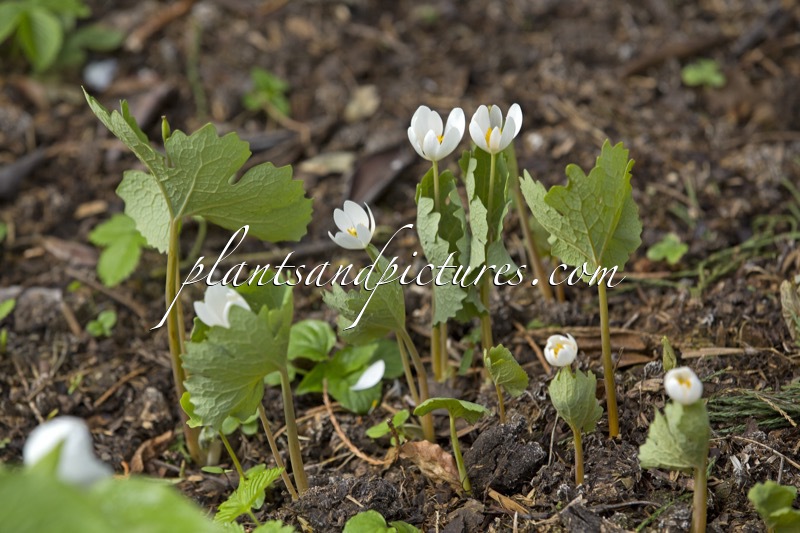 Sanguinaria canadensis