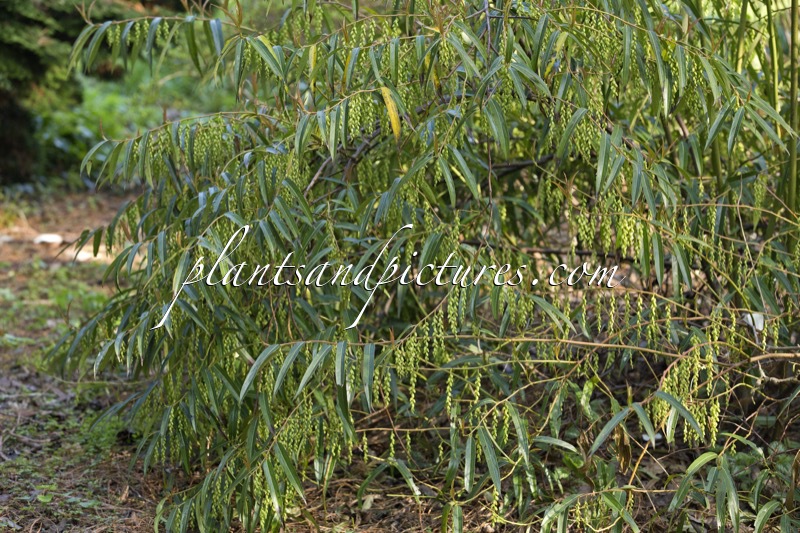 Stachyurus salicifolius