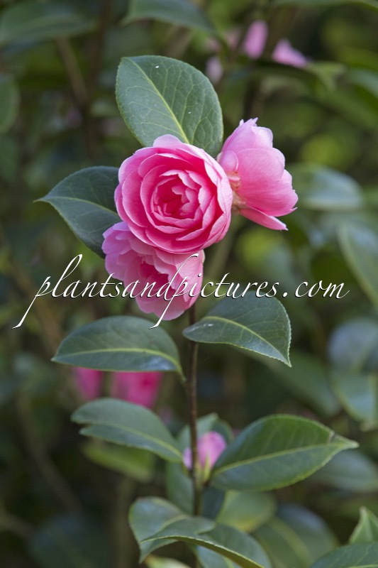Camellia williamsii ‘E.G. Waterhouse’