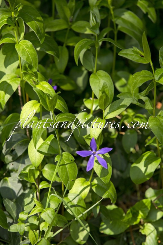 Vinca major