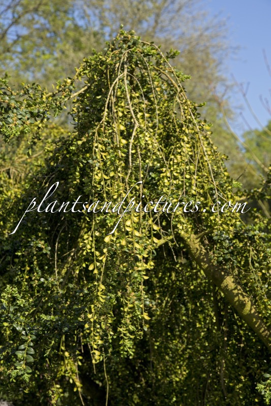 Buxus sempervirens ‘Pendula’