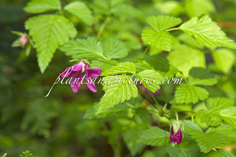 Rubus spectabilis