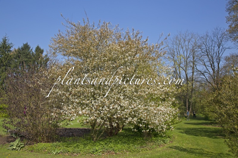 Amelanchier ‘Princess Diana’