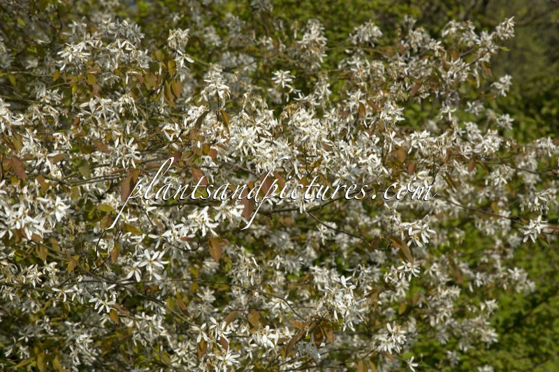 Amelanchier ‘Princess Diana’