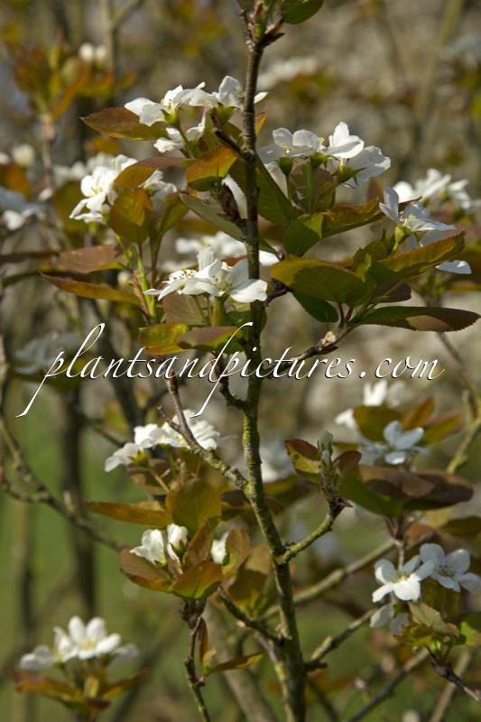 Amelanchier bartramiana ‘Eskimo’